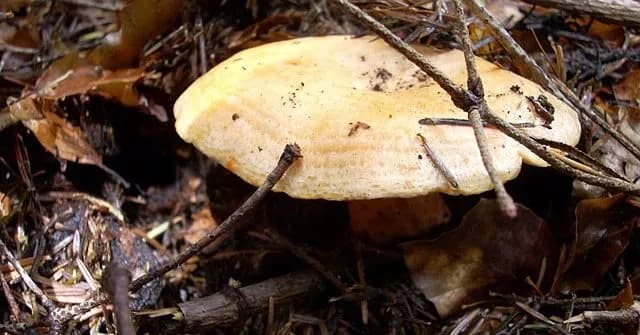 Lepszy rydz niż nic – co to znaczy i kiedy używać tego powiedzenia?