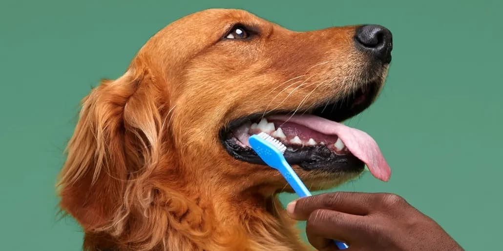 Najlepsza pasta do zębów dla psa: Jakie są najlepsze opcje?