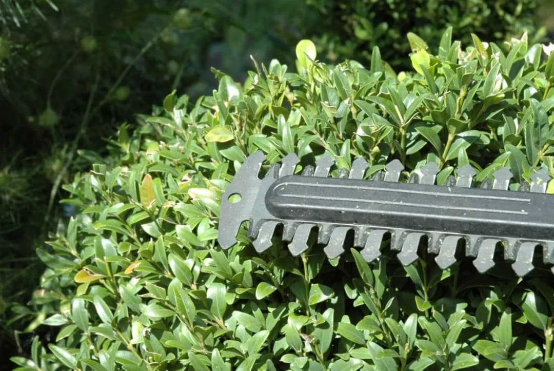 Najlepsze nożyce do żywopłotu elektryczne – ranking, opinie i porady użytkowników