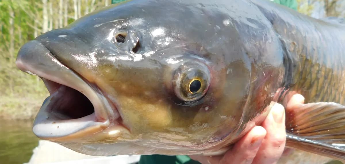 Co lepsze: amur czy karp? Porównanie smaku i zdrowotnych korzyści