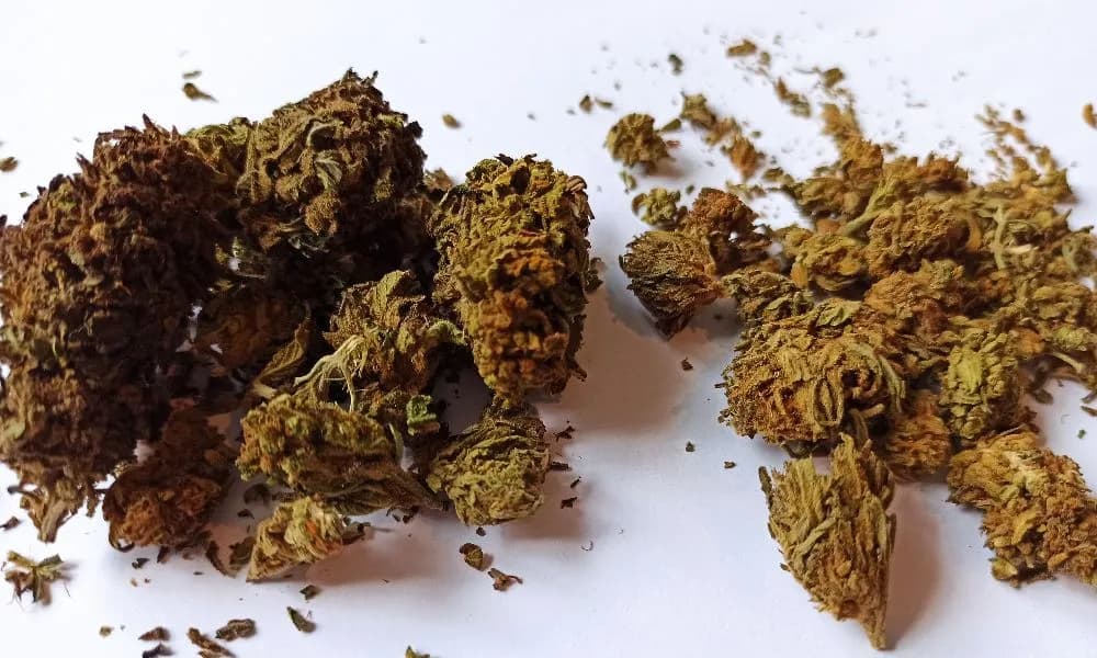 Jak wybrać najlepszy susz CBD? Kluczowe czynniki i odmiany